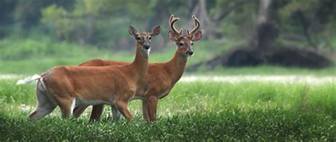 I do not handle hunting leases, but we offer this page as a resource for those who are interested in leasing hunting. . Rayonier hunting leases